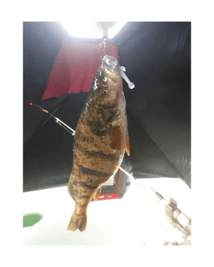 The Tadler Lure