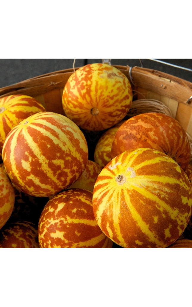 Tigger Melon - 20 Seeds - Exotic Garden Fruit - Sweet Melons
