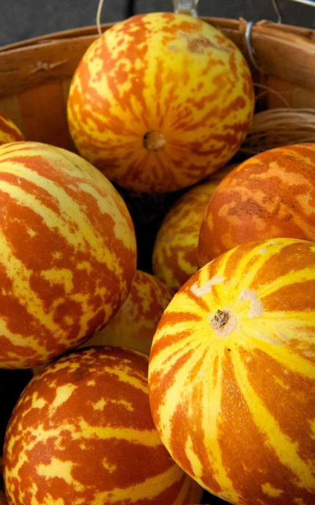 Tigger Melon - 20 Seeds - Exotic Garden Fruit - Sweet Melons