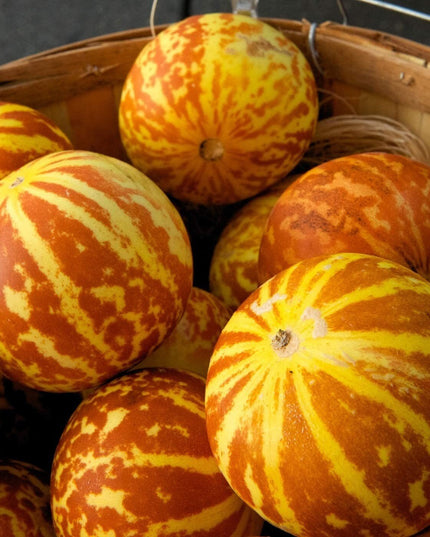 Tigger Melon - 20 Seeds - Exotic Garden Fruit - Sweet Melons