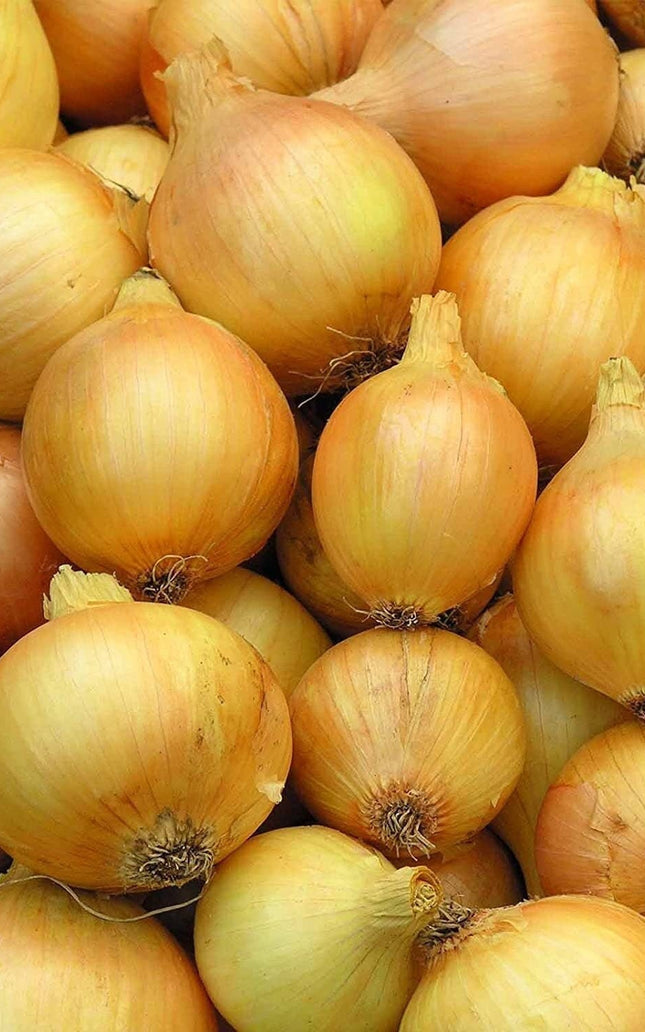 Utah Yellow Sweet Spanish Onion - 500 Seeds - Heirloom Non GMO  Garden Vegetable
