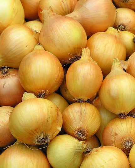 Utah Yellow Sweet Spanish Onion - 500 Seeds - Heirloom Non GMO  Garden Vegetable
