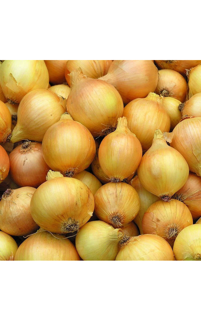 Utah Yellow Sweet Spanish Onion - 500 Seeds - Heirloom Non GMO  Garden Vegetable