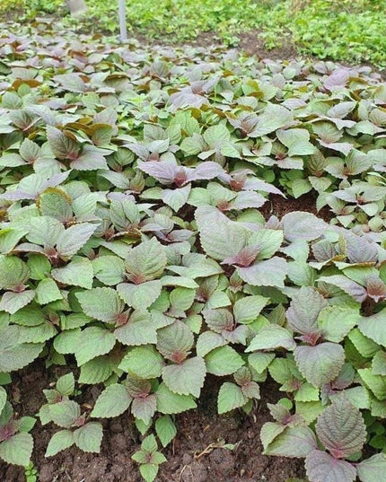 Vietnamese Perilla - 2000 Seeds - La Tia to - Shiso Seeds Perilla Frutescens, Asian Herb, Microgreens Heat & Drought Tolerant