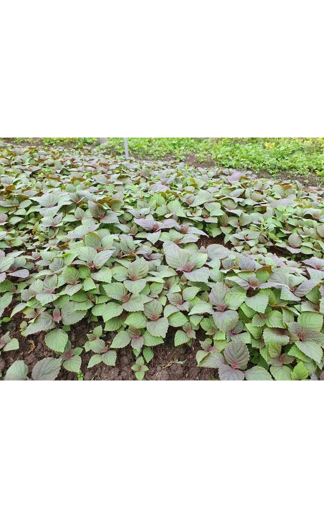 Vietnamese Perilla - 2000 Seeds - La Tia to - Shiso Seeds Perilla Frutescens, Asian Herb, Microgreens Heat & Drought Tolerant