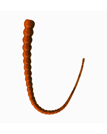 Whip Worm