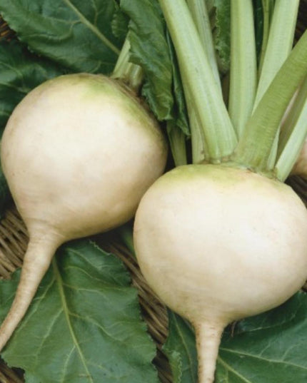 White Albino Beet - 250 Seeds - Non-Gmo Heirloom