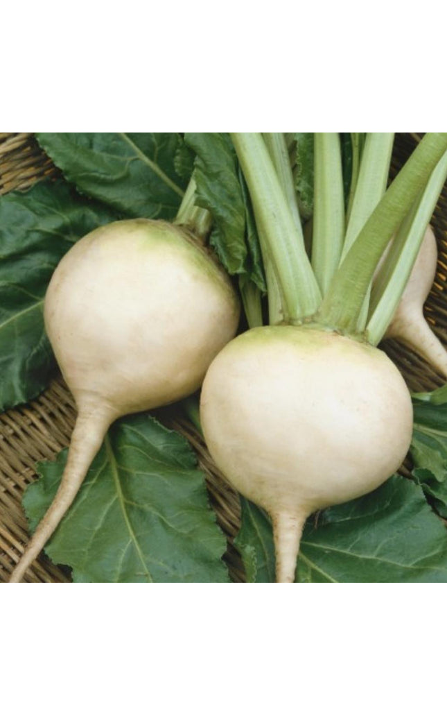 White Albino Beet - 250 Seeds - Non-Gmo Heirloom