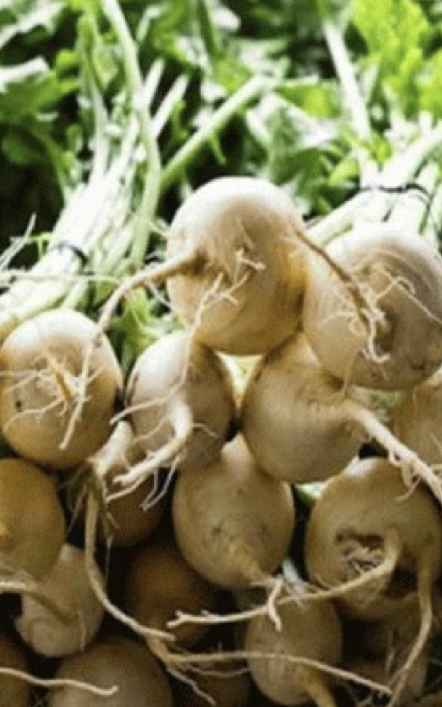 White Albino Beet - 250 Seeds - Non-Gmo Heirloom