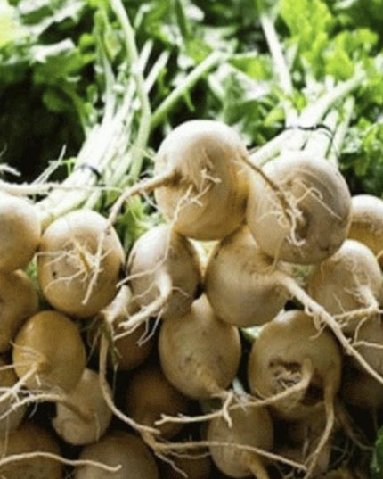 White Albino Beet - 250 Seeds - Non-Gmo Heirloom