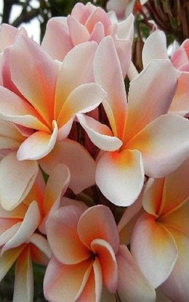 White Orange Plumeria Plant - 5 Seeds - Lei Hawaiian Garden Fragrant, Easy to Grow & Low-Maintenance