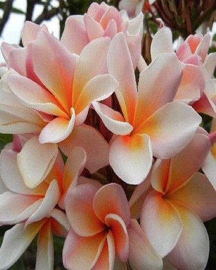 White Orange Plumeria Plant - 5 Seeds - Lei Hawaiian Garden Fragrant, Easy to Grow & Low-Maintenance