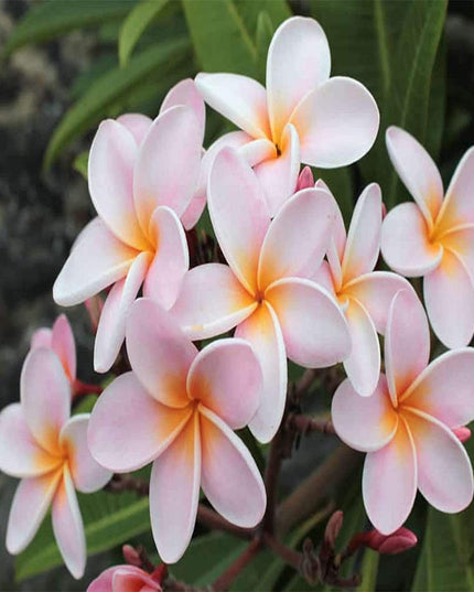 White Orange Plumeria Plant - 5 Seeds - Lei Hawaiian Garden Fragrant, Easy to Grow & Low-Maintenance