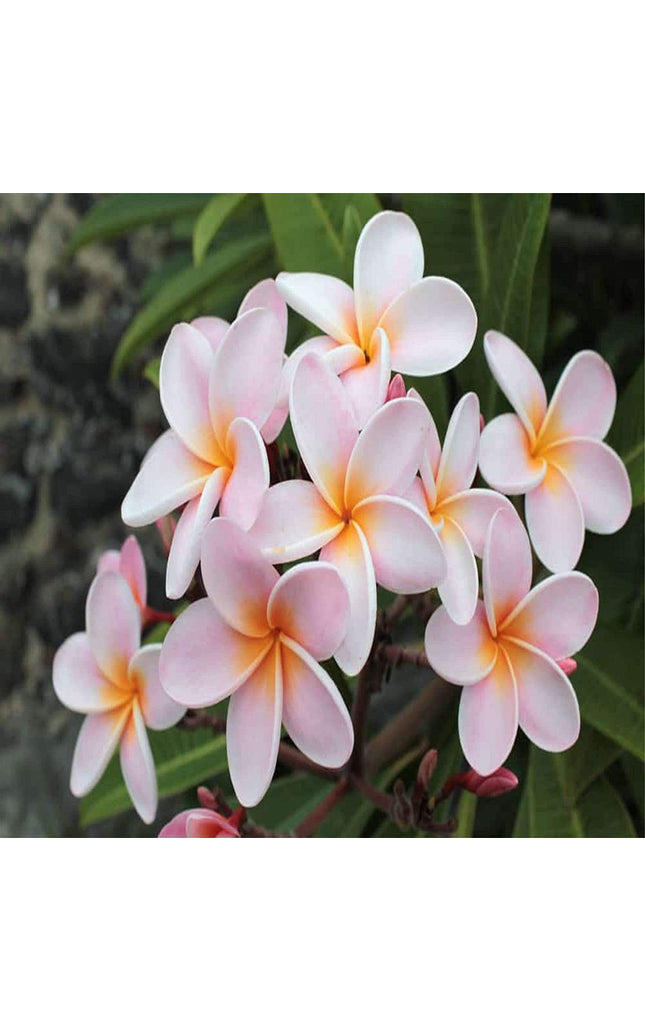 White Orange Plumeria Plant - 5 Seeds - Lei Hawaiian Garden Fragrant, Easy to Grow & Low-Maintenance